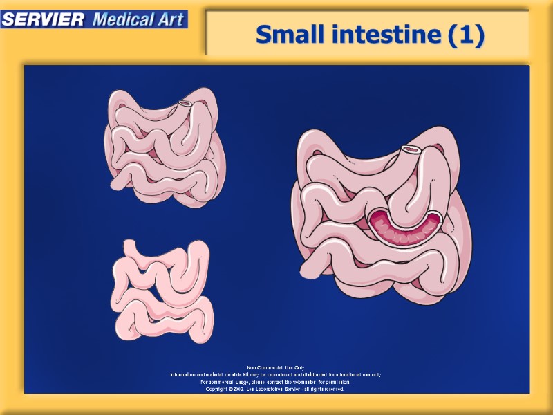 Small intestine (1)